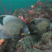 Underwater Fort Lauderdale