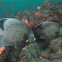 Underwater Fort Lauderdale