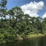 Kristin Jacobs Natural Area at Hillsboro Pineland