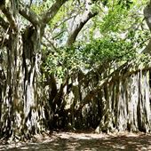 Hugh Taylor Birch State Park