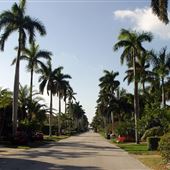 Nurmi Drive (Palm Tree-Lined Roadway)