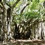 Hugh Taylor Birch State Park