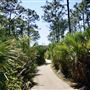 Helene Klein Pineland Preserve