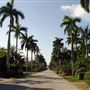 Nurmi Drive (Palm Tree-Lined Roadway)