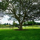 Osswald Park