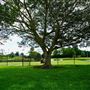 Osswald Park