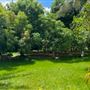 Bob Roth's New River Groves