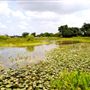 Snake Warrior's Island