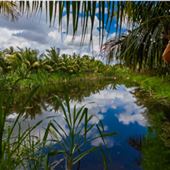 Broward Palms