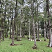 Golden Raintree Park