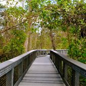 Tall Cypress Natural Area