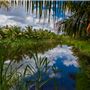 Broward Palms