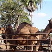 Little Critters Corral