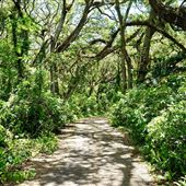 Tree Tops Park