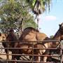 Little Critters Corral
