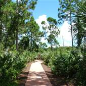 Hillsboro Pineland Natural Area