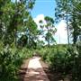 Hillsboro Pineland Natural Area