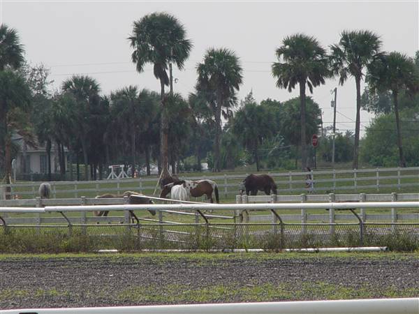 Tradewinds Stables At Tradewinds Park