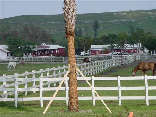 Tradewinds Stables At Tradewinds Park