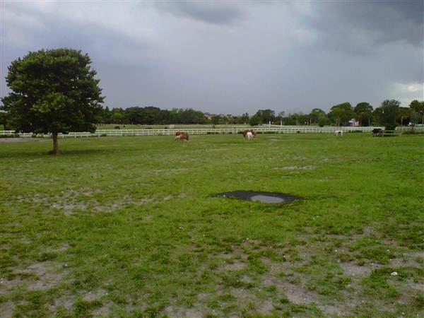 Tradewinds Stables At Tradewinds Park