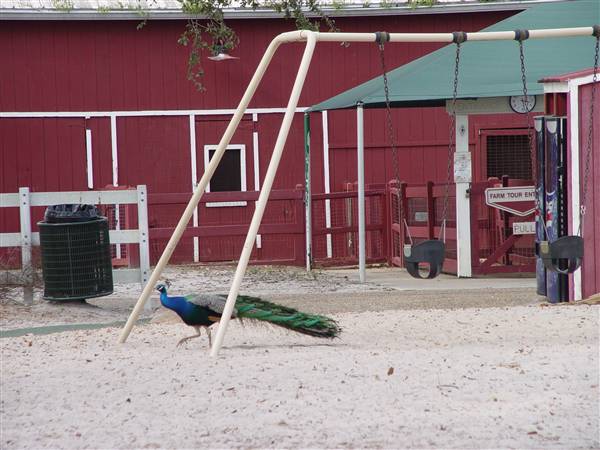 Tradewinds Stables At Tradewinds Park
