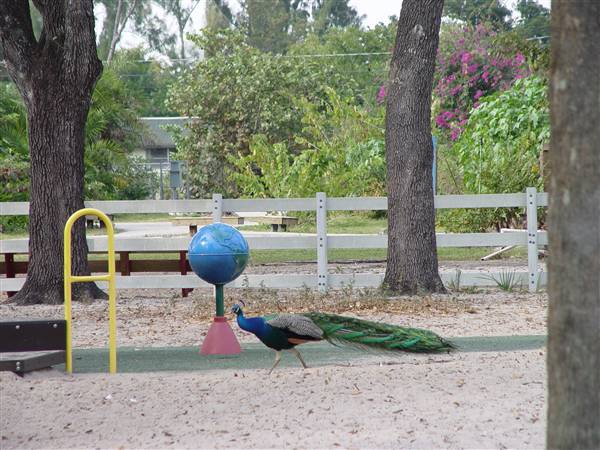 Tradewinds Stables At Tradewinds Park